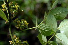 Image of Nissolia fruticosa var. fruticosa