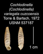 Imagem de Cochlodinella variegata cuzcoensis C. Torre & Bartsch 1972