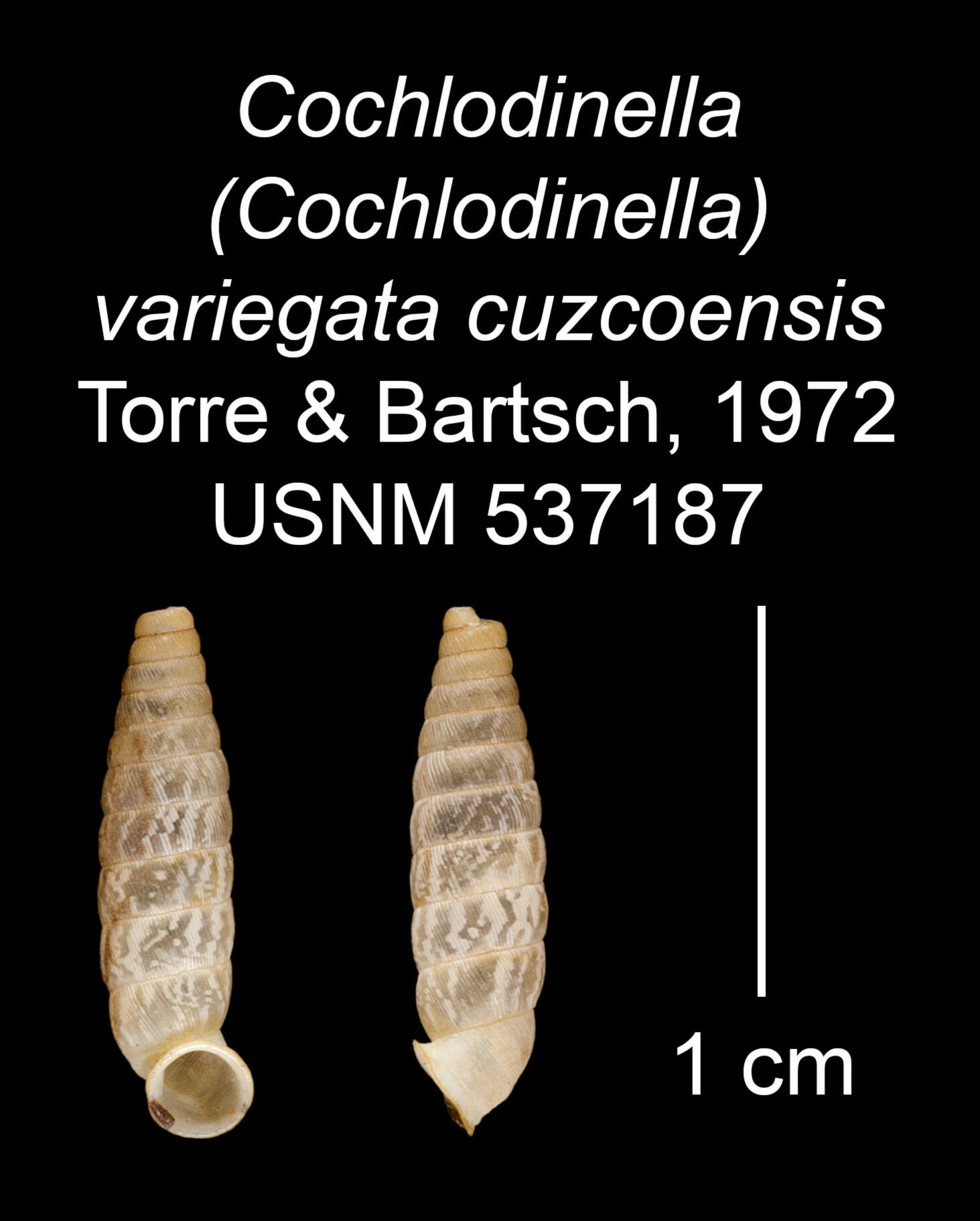 Image of Cochlodinella variegata cuzcoensis C. Torre & Bartsch 1972