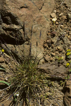 Image of Festuca Tourn. ex L.