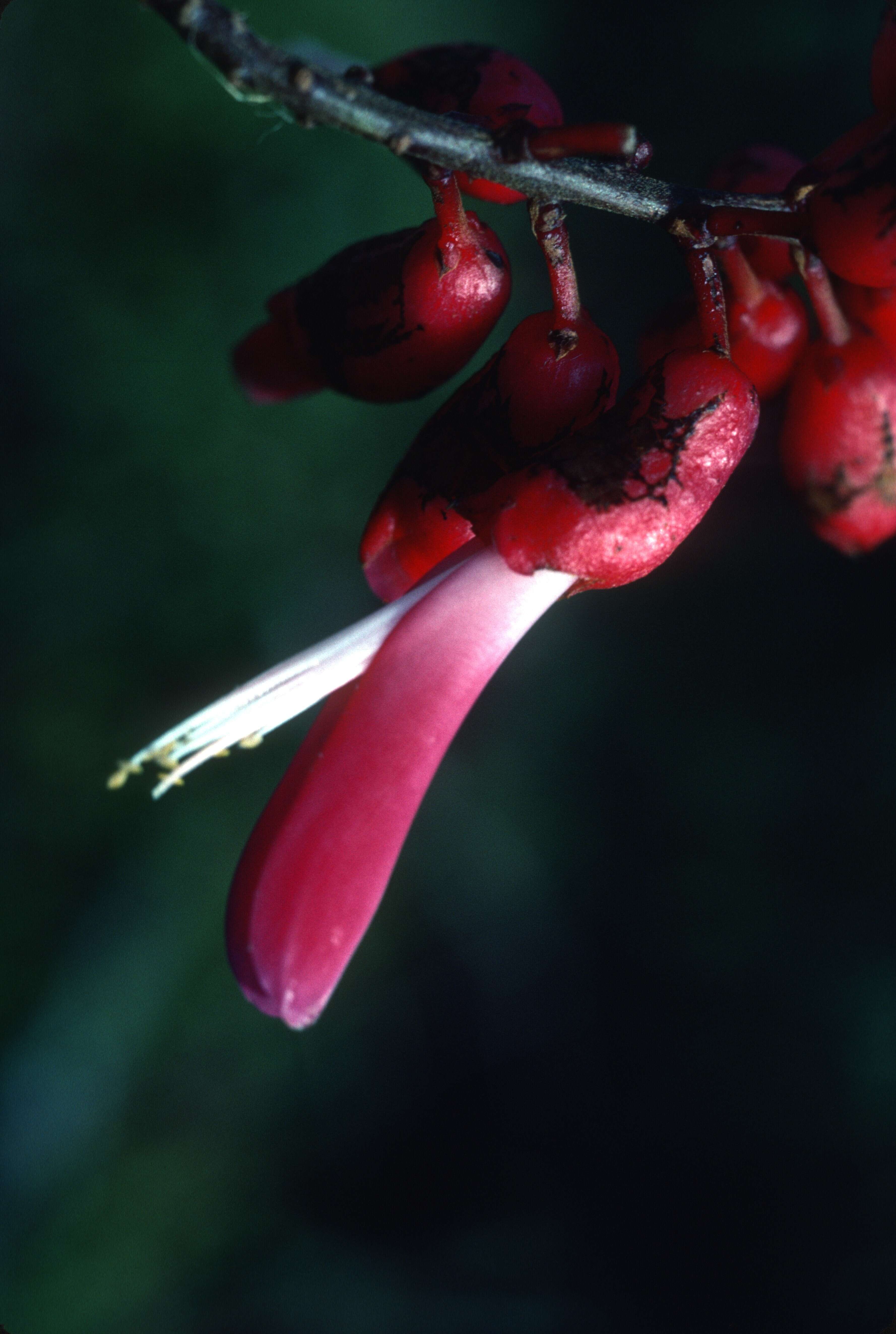 Sivun Rhodopis volubilis (Willd.) L. P. Queiroz kuva