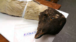 Image of Adelie Penguin