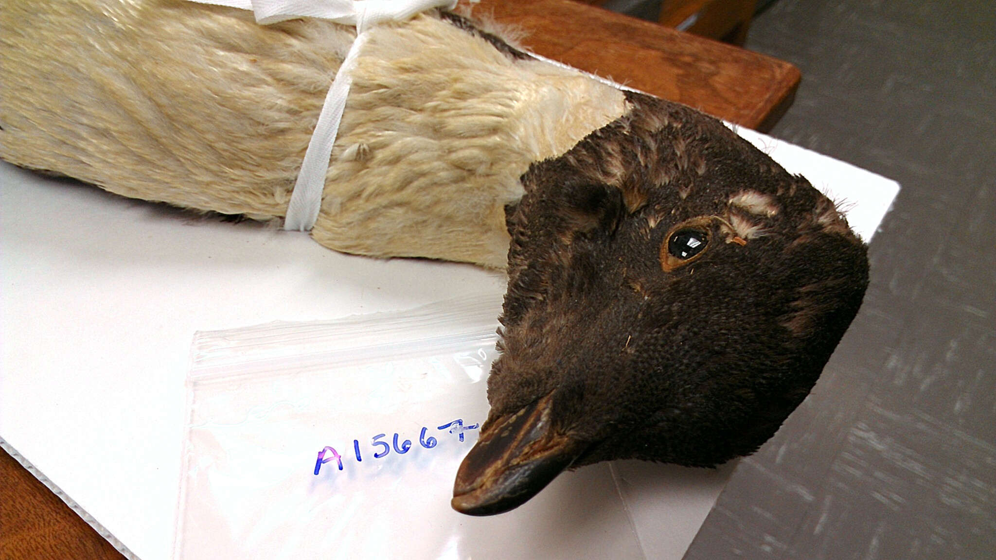 Image of Adelie Penguin