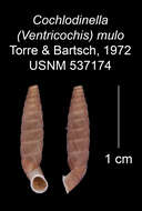 Imagem de Cochlodinella mulo C. Torre & Bartsch 1972