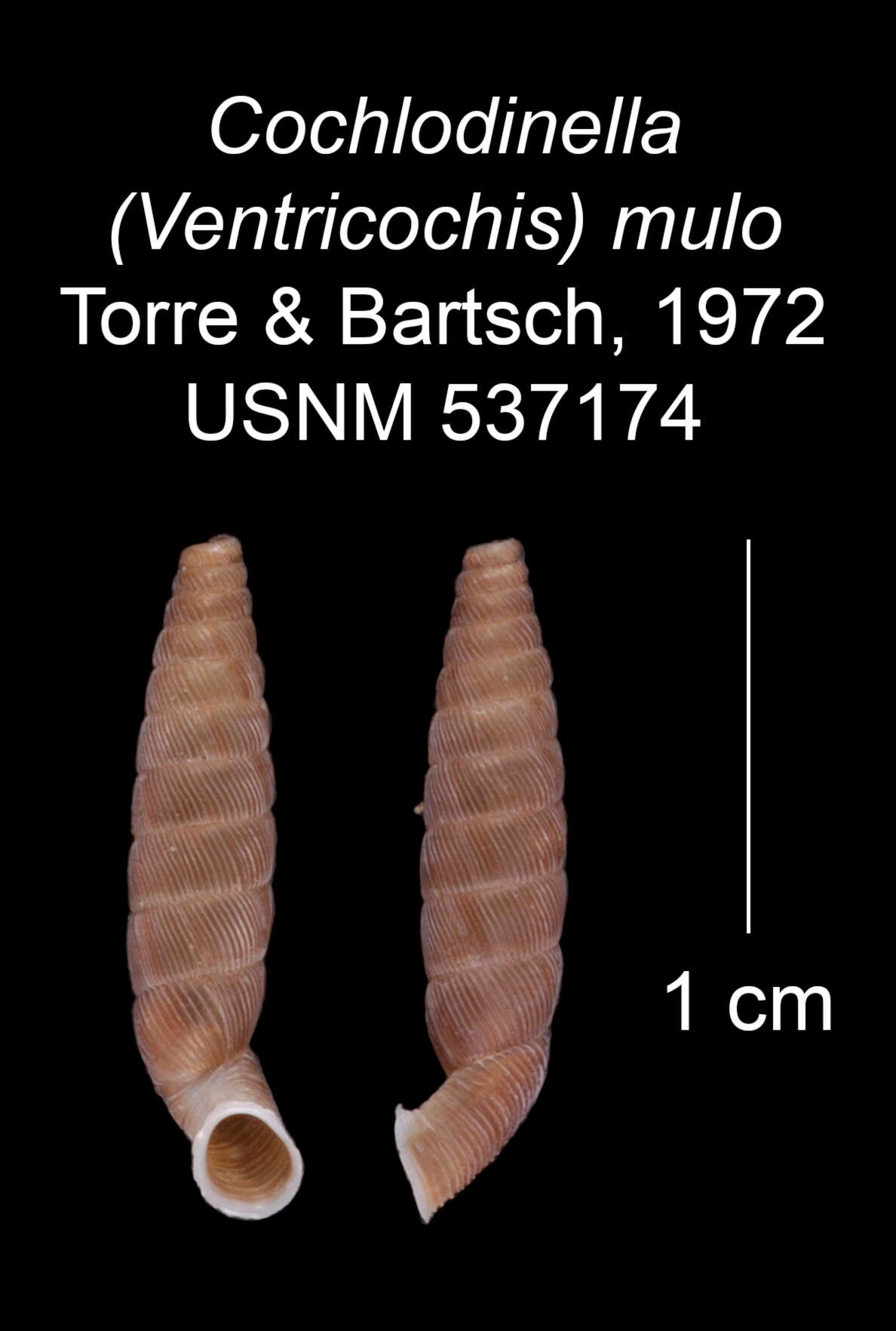 Imagem de Cochlodinella mulo C. Torre & Bartsch 1972