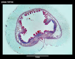 Image of Dorymenia tetradoryata Salvini-Plawen 1978