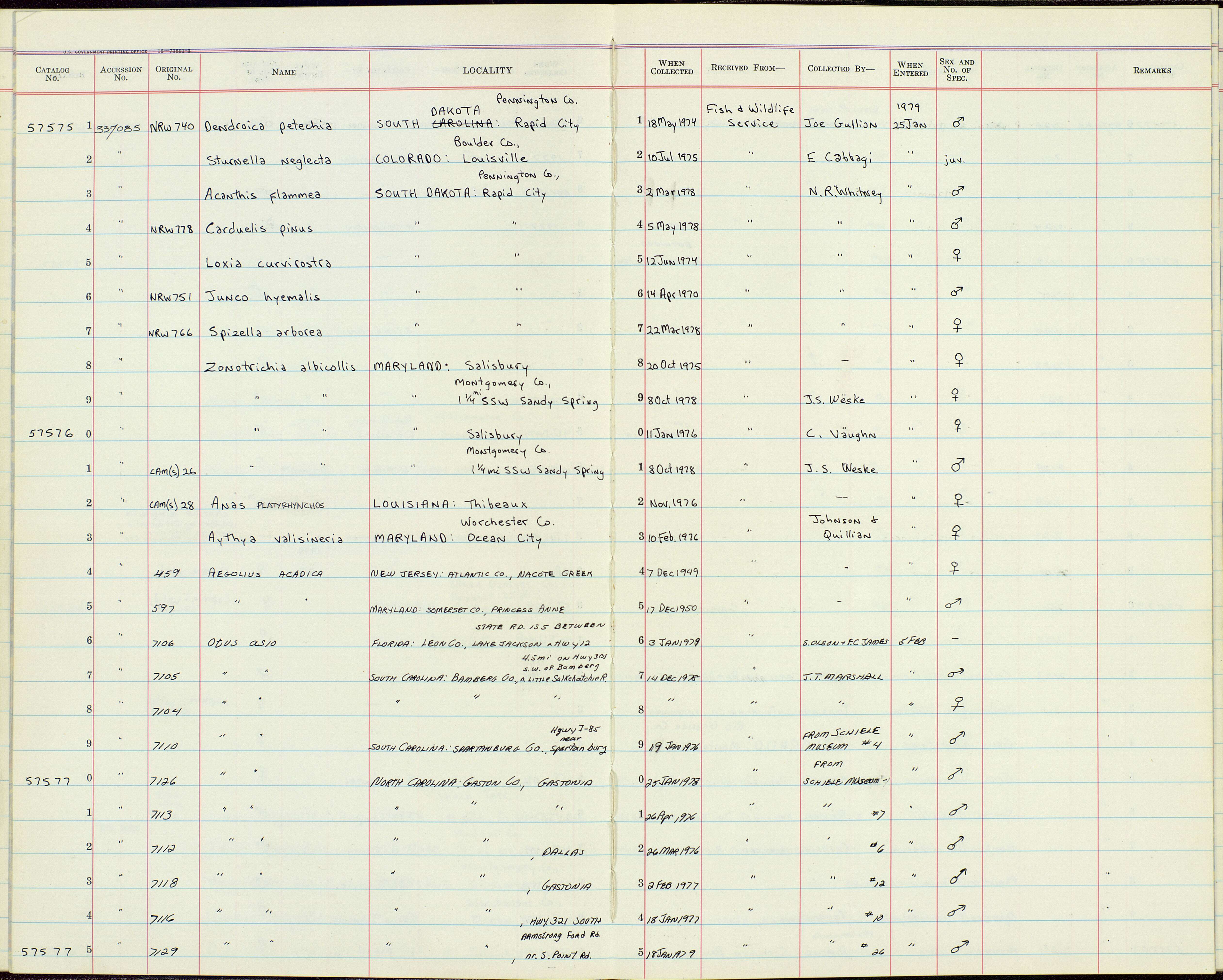 Image of Otus asio (Linnaeus 1758)