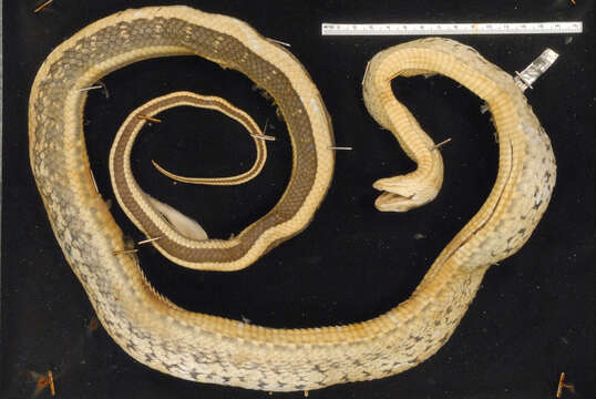 Image of Stripe-tailed Rat Snake