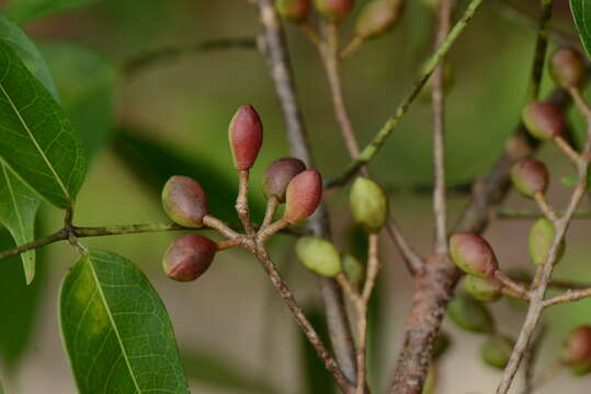 Image of Bursera Jacq. ex L.