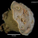 Image of Anthomastus bathyproctus Bayer 1993