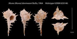 Image of Vokesimurex donmoorei (Bullis 1964)