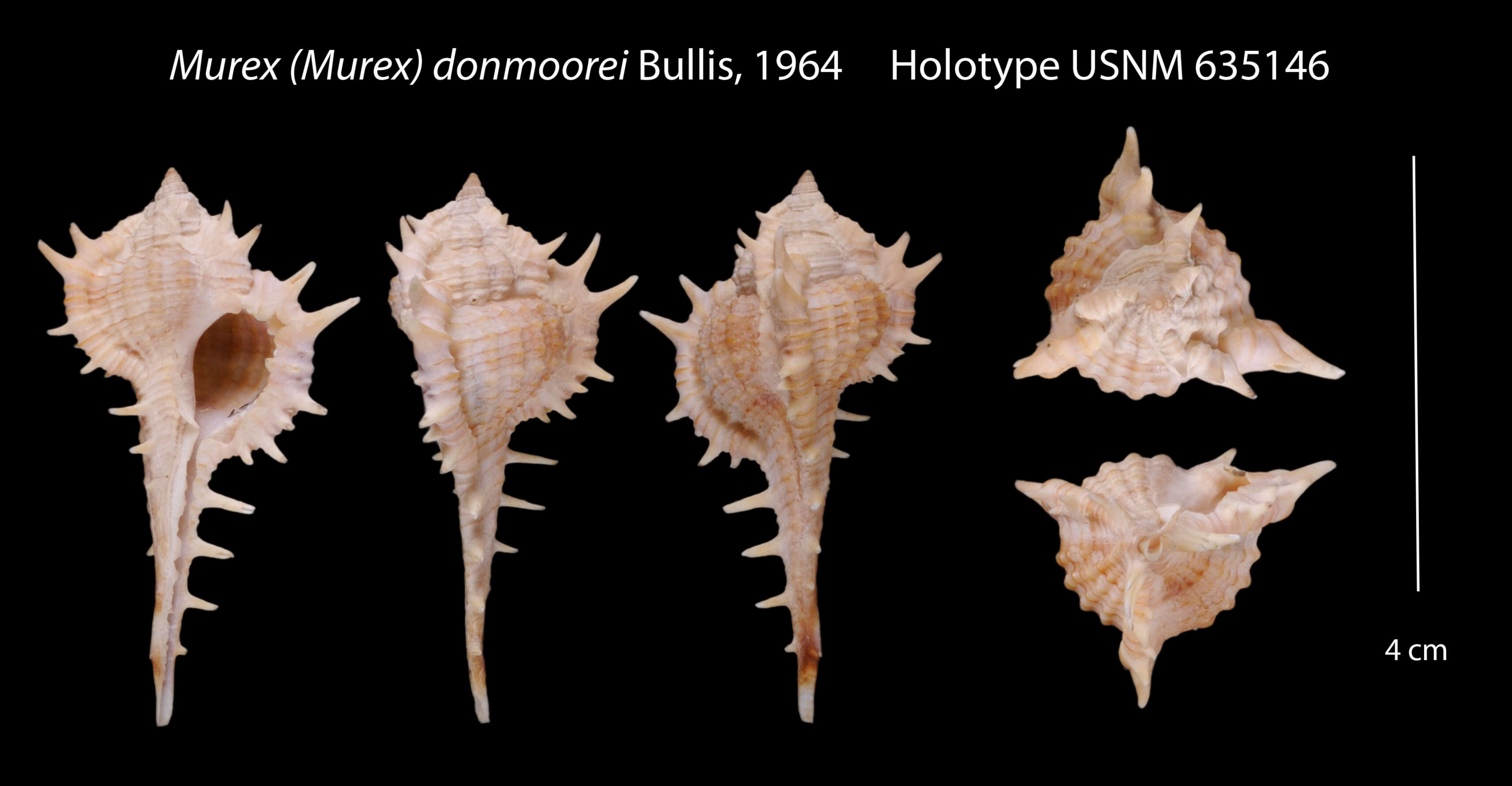 Image of Vokesimurex donmoorei (Bullis 1964)