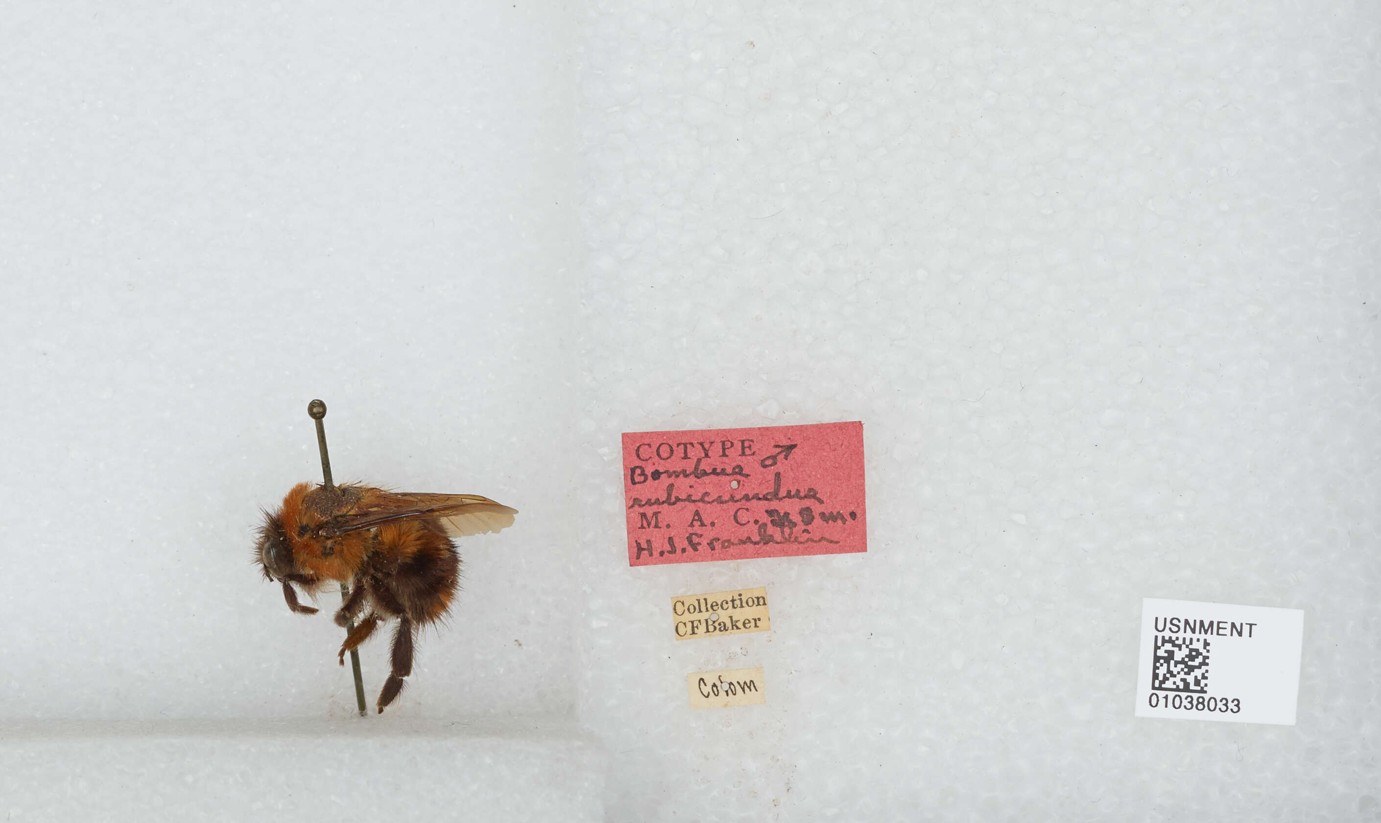 Sivun Bombus rubicundus Smith 1854 kuva