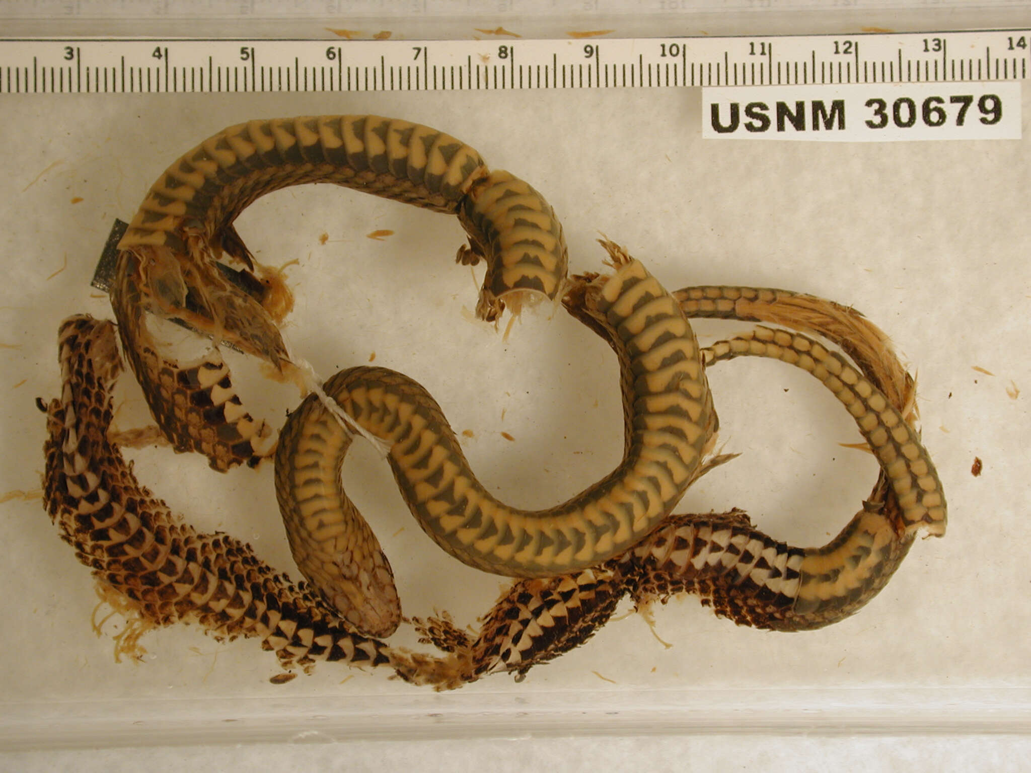 Image of Thick Graceful Brown Snake