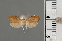 Image of Gonionota sphenogramma Clarke 1971