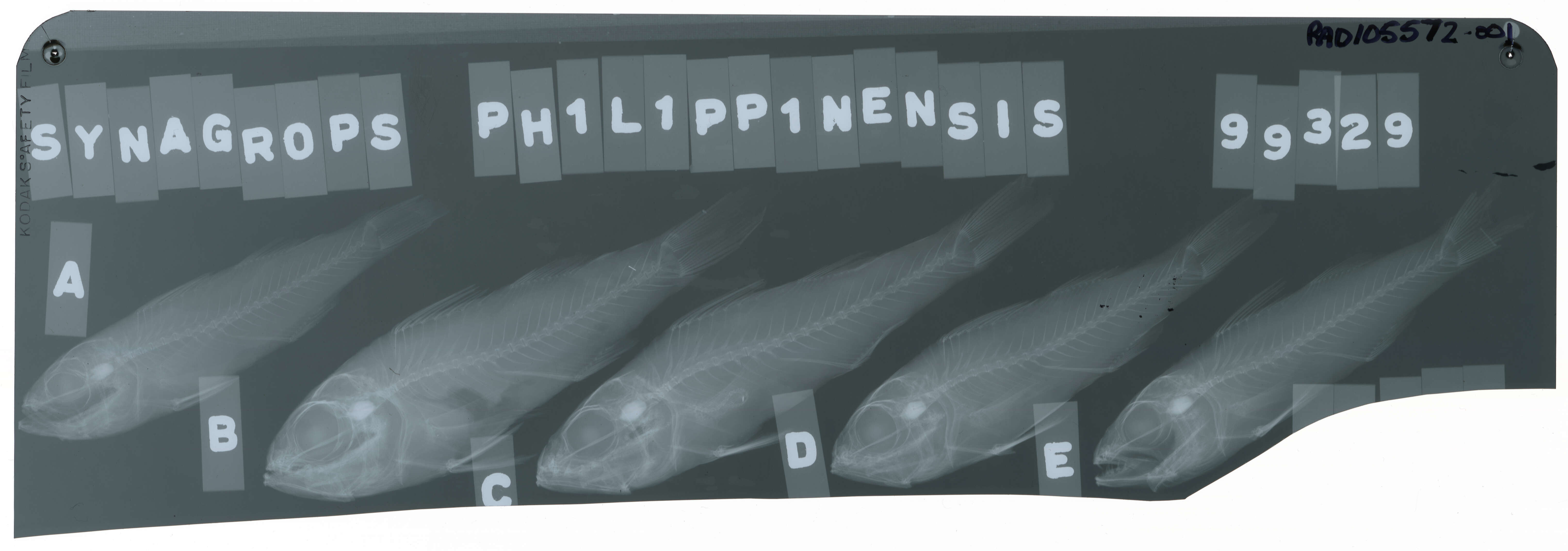 Image of ray-finned fishes