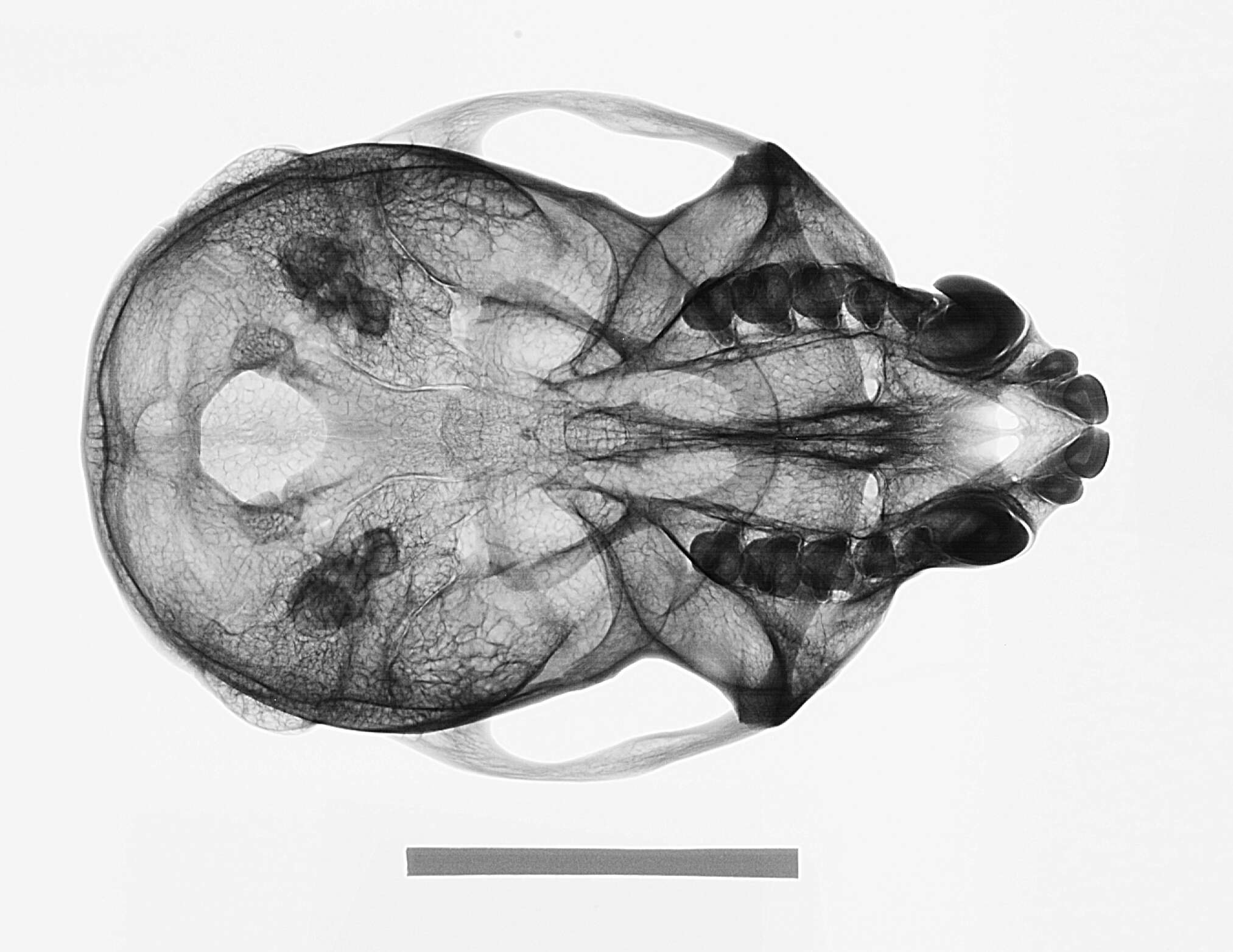 Image de Cercopithecus mitis stuhlmanni Matschie 1893