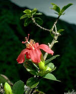 Image of red rosemallow