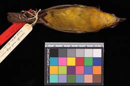 Chlorospingus inornatus (Nelson 1912) resmi