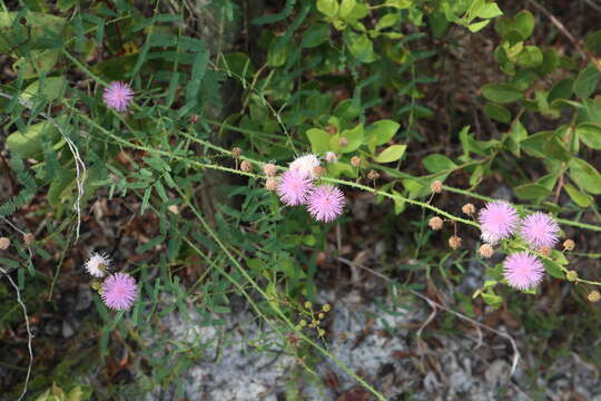 Image of Mimosa floridana