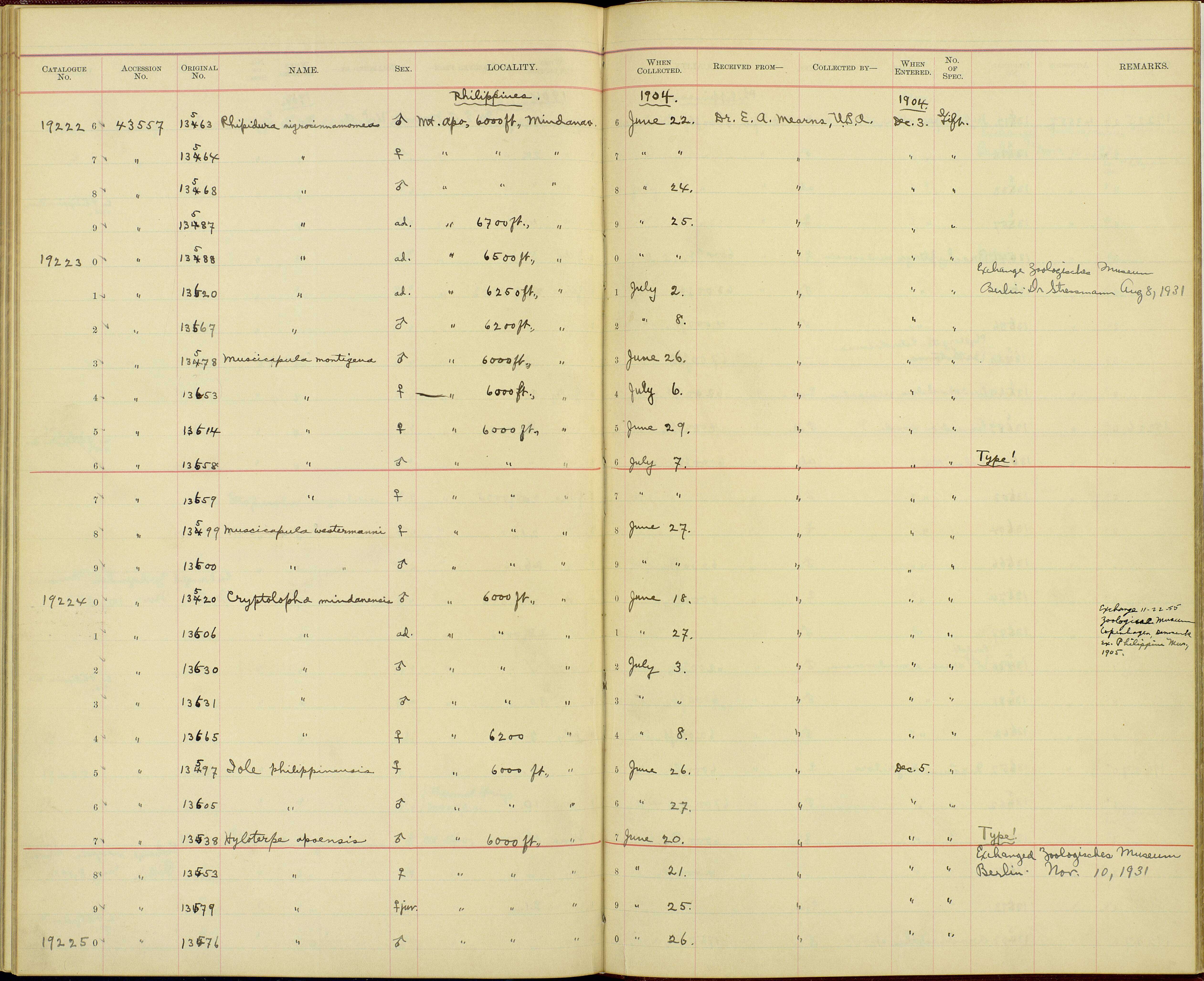 Image de <i>Ficedula hyperythra montigena</i>