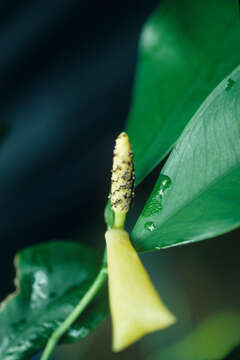 Image of Rhodospatha venosa Gleason