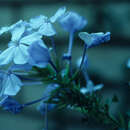 Image of Plumbago L.