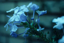 Image of Plumbago L.