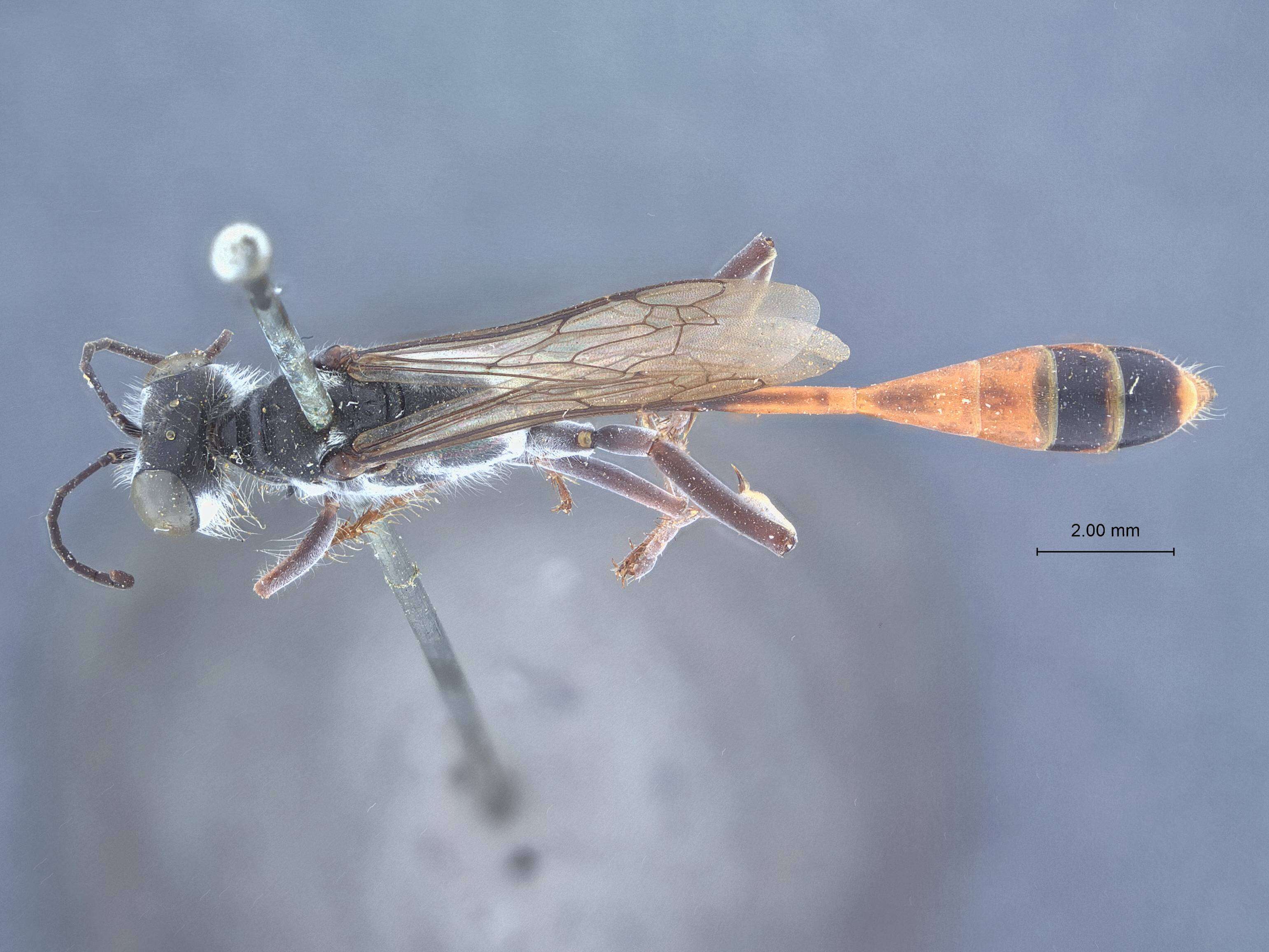 Image of Ammophila nasalis Provancher 1895