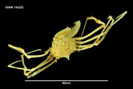 Image of Achaeopsis thomsoni (Norman)