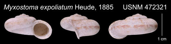 Image of Ptychopoma expoliatum (Heude 1885)