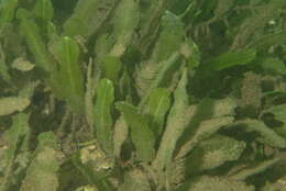 Image of Caulerpa J. V. F. Lamouroux 1809