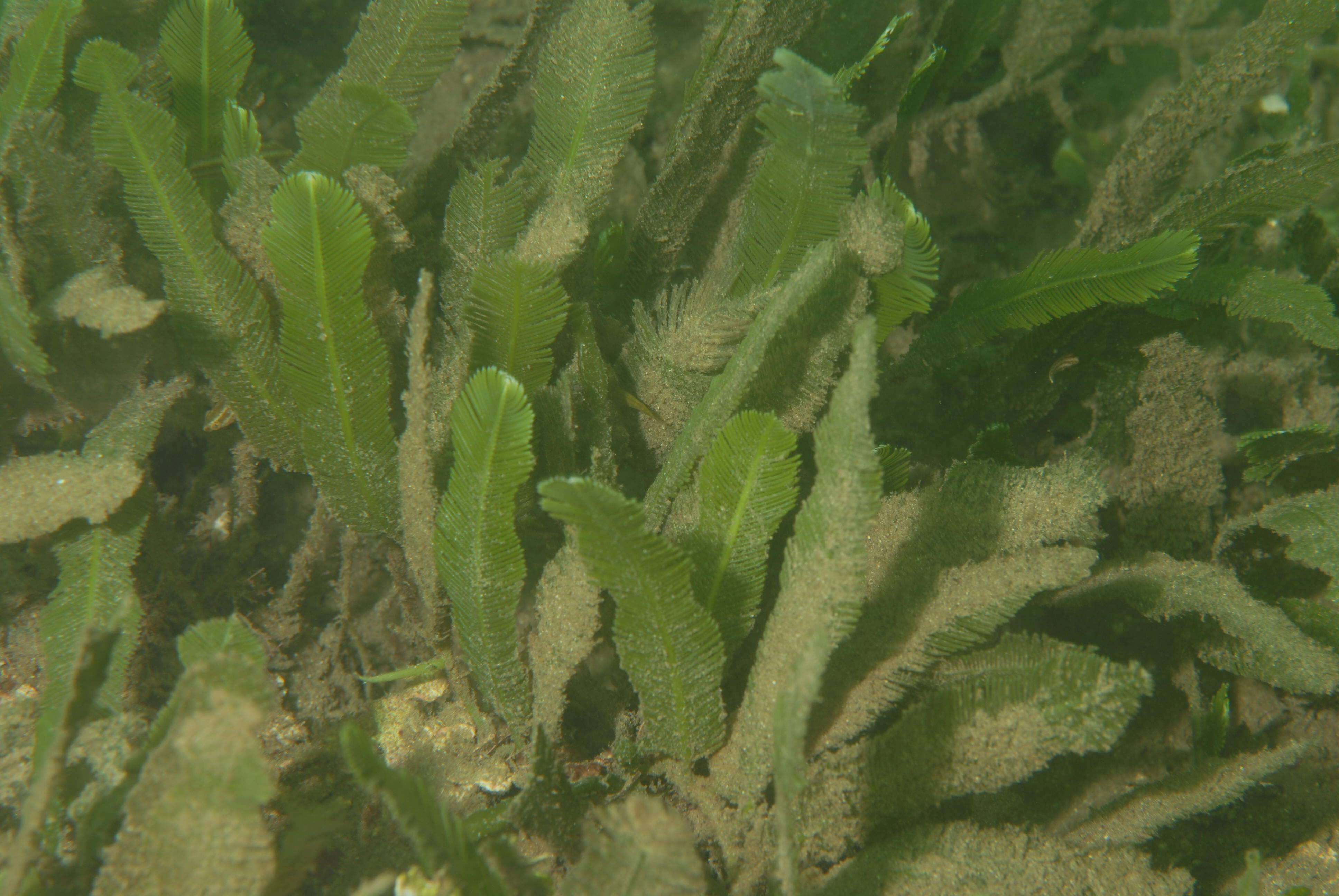 Image of Caulerpa J. V. F. Lamouroux 1809