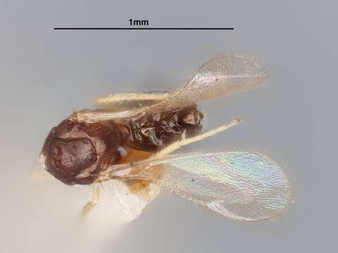 Imagem de Tetrastichus australasiae Gahan 1922