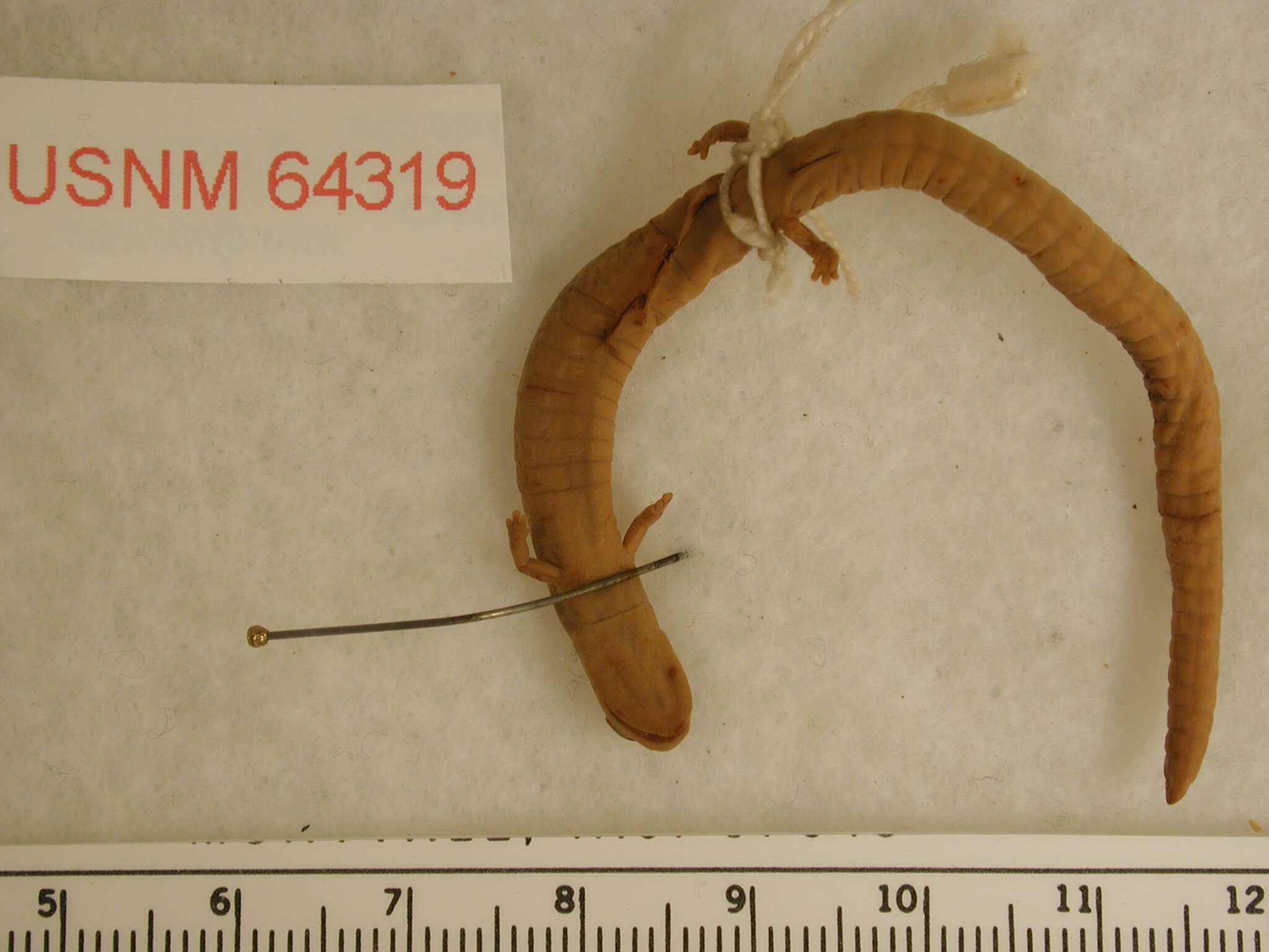 Image of California Slender Salamander