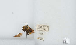 Image of Bombus atripes Smith 1852