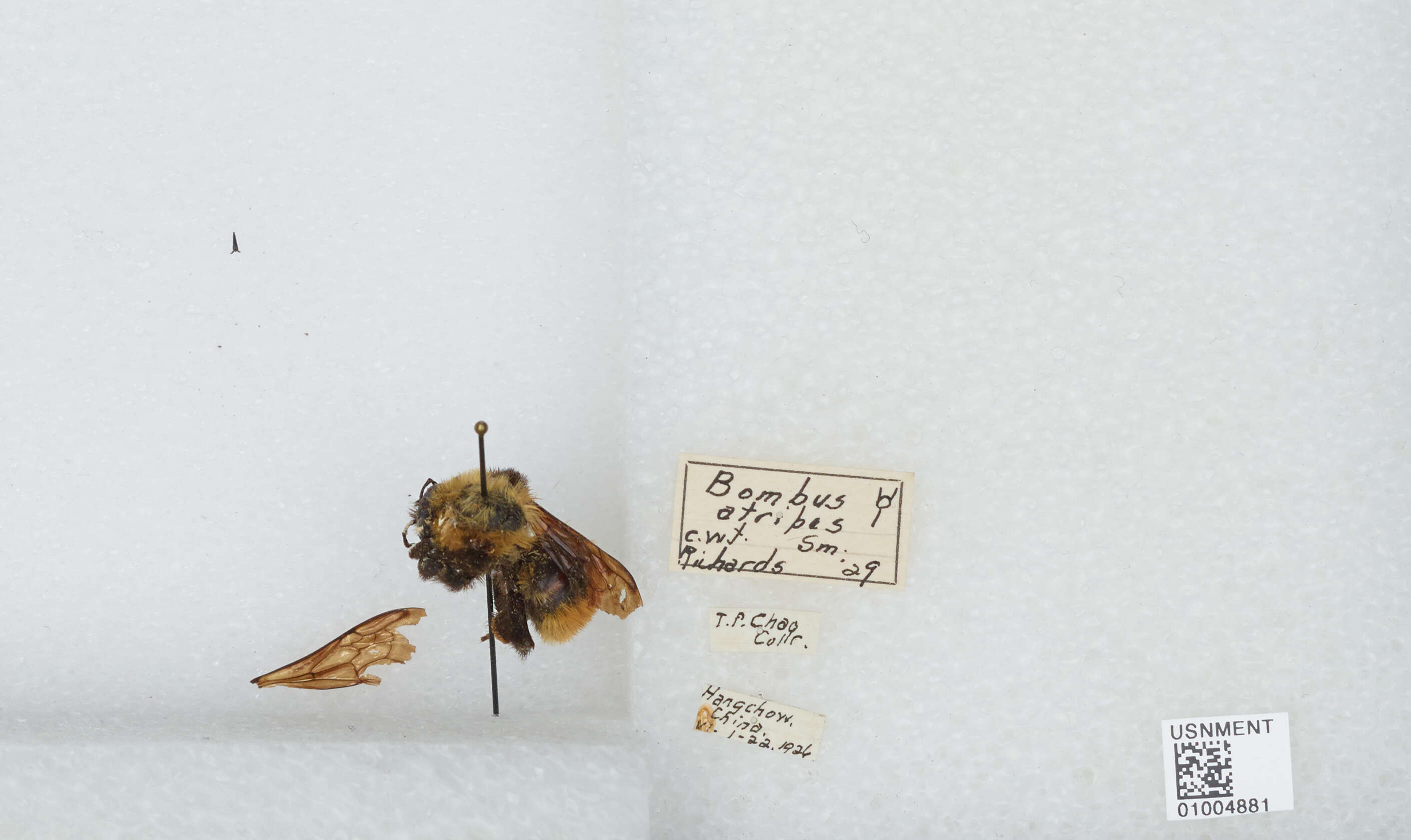 Image of Bombus atripes Smith 1852