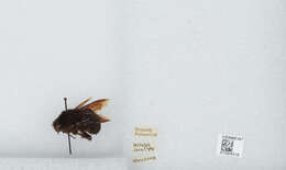 Image of Bombus atripes Smith 1852