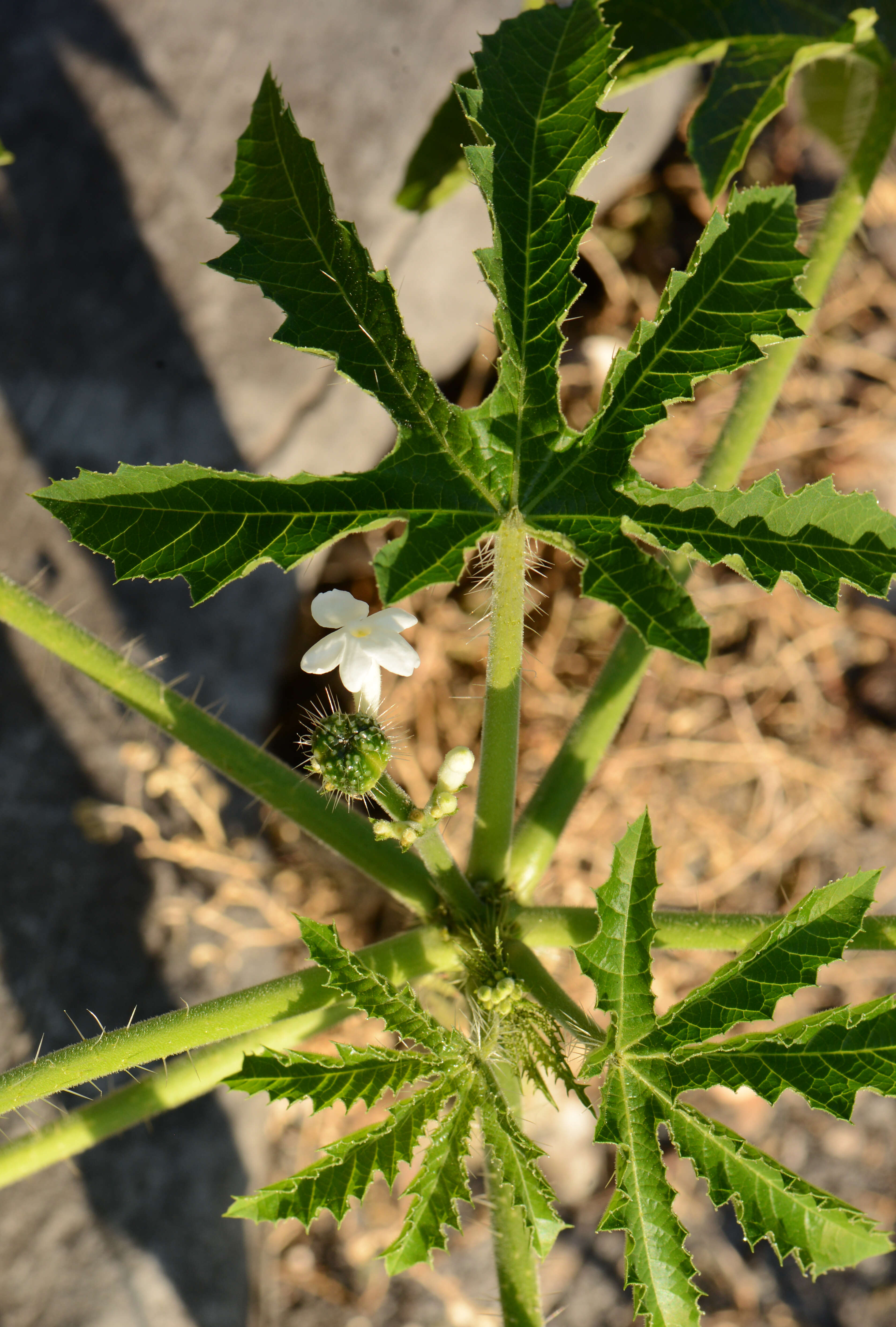 Image of Jatropha L.