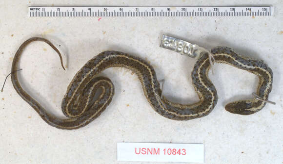 Sivun Thamnophis elegans (Baird & Girard 1853) kuva