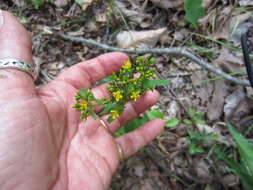 Sivun Hypericum punctatum Lam. kuva