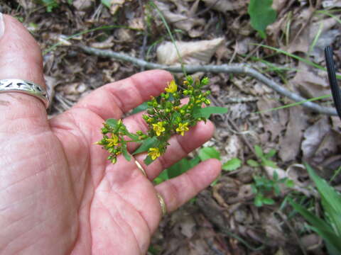 Image de Hypericum punctatum Lam.