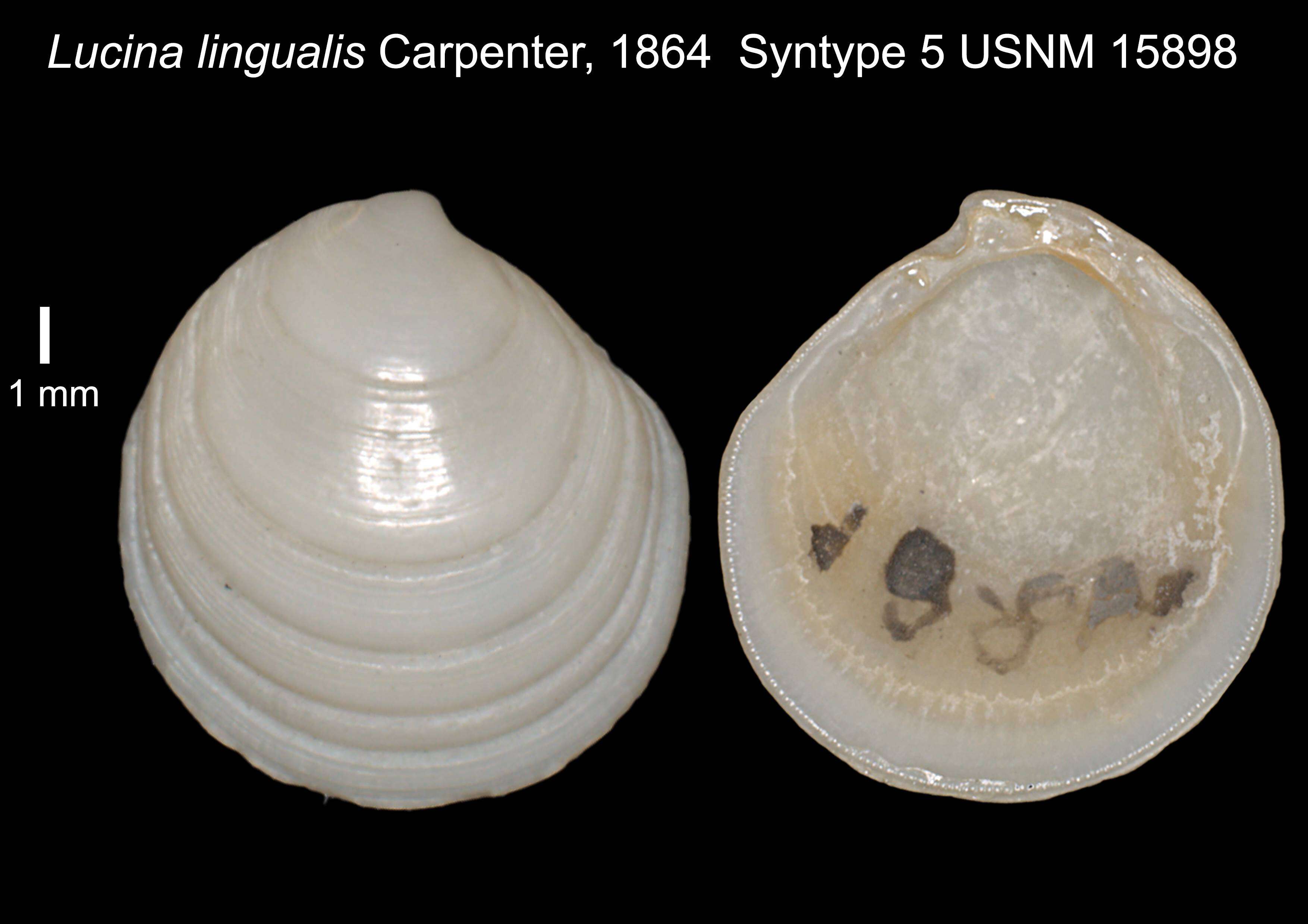 Image of Cavilinga lingualis (Carpenter 1864)