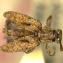Image of Miaenia (Acanthosciades) latispina (Gressitt 1956)