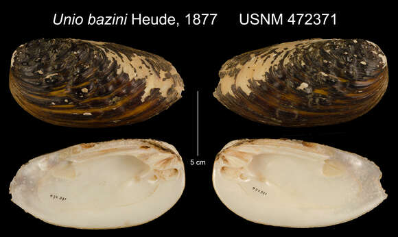 Image of Lamprotula bazini (Heude 1877)