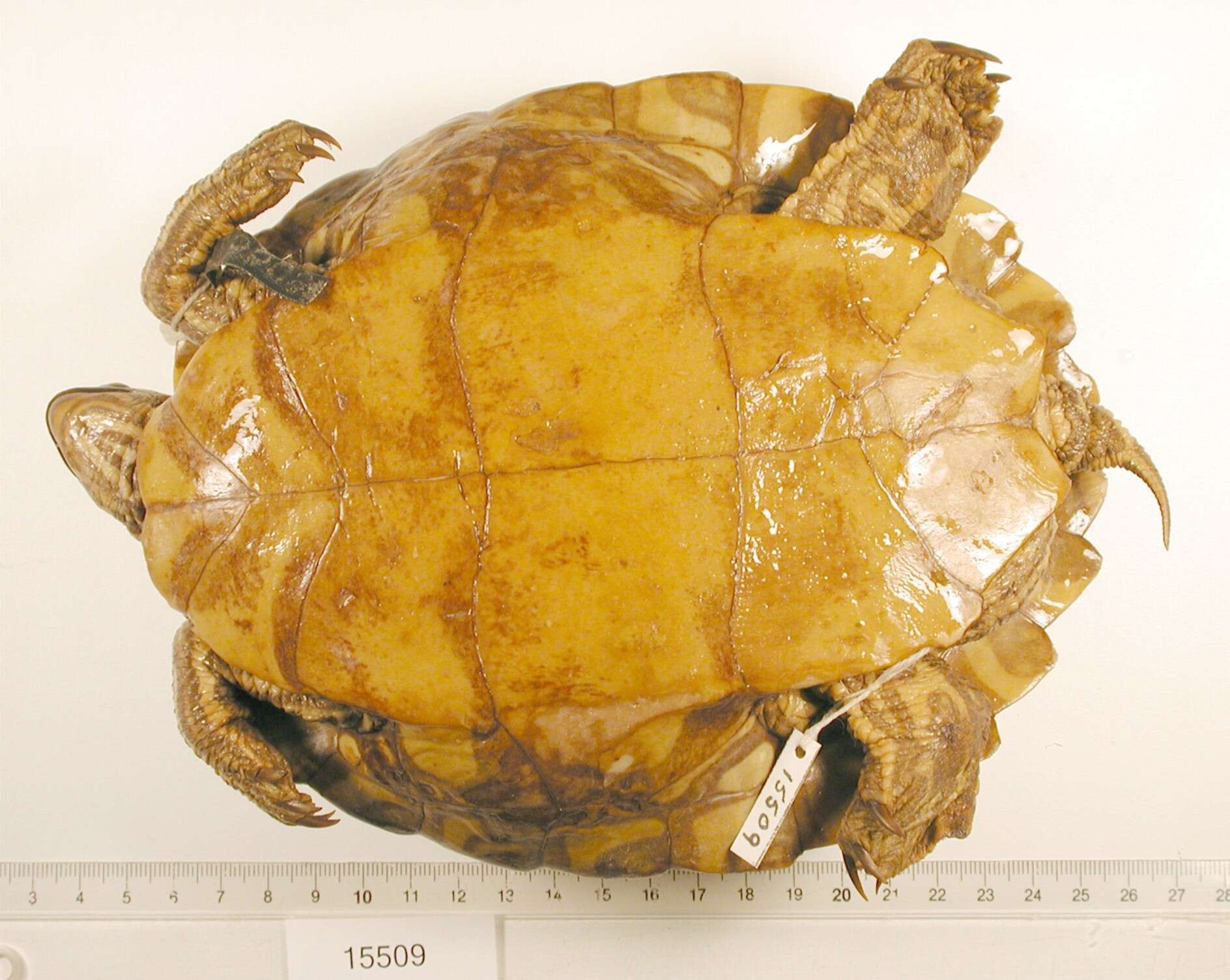 Image of Ringed Map Turtle