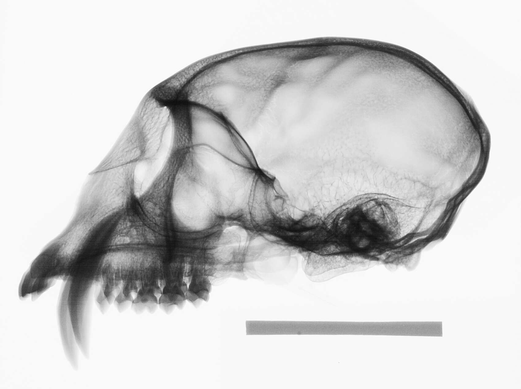 Plancia ëd Cercopithecus cephus cephodes Pocock 1907