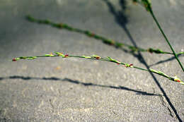 Image of Purple Moor Grass