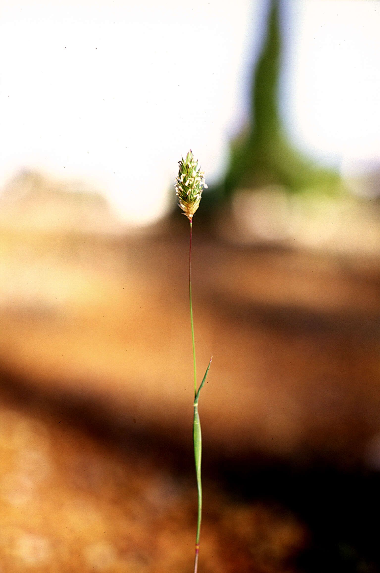 Image of Lesser Canary-grass