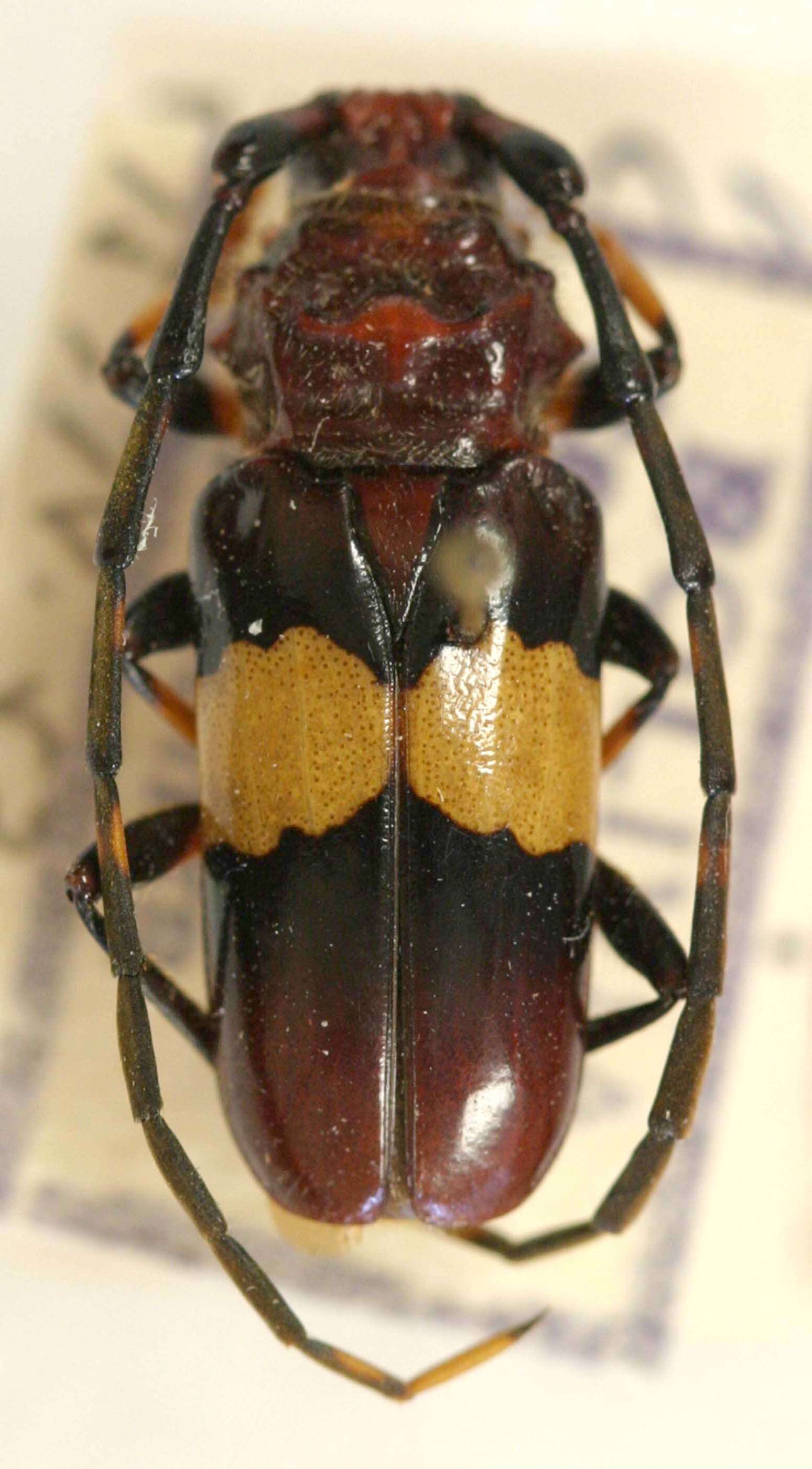 Image of Trachyderes distinctus Bosq 1951